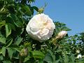 2011-0430_1455_Rose_18,9C